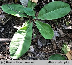 Hypochaeris maculata (prosienicznik plamisty)