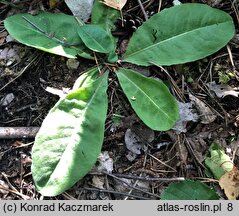 Hypochoeris maculata (prosienicznik plamisty)