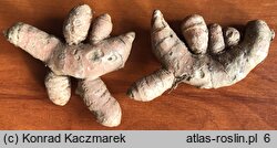 Curcuma longa (ostryż długi)