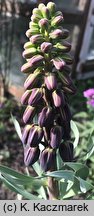 Fritillaria persica (szachownica perska)