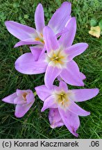 Colchicum speciosum (zimowit powabny)