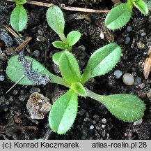 Myosotis discolor (niezapominajka różnobarwna)