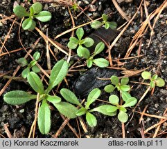 Myosotis discolor (niezapominajka różnobarwna)