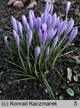 Crocus tommasinianus (krokus Tomassiniego)