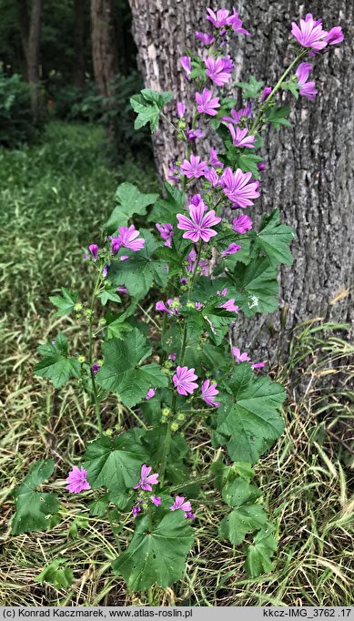 Malva sylvestris (ślaz dziki)