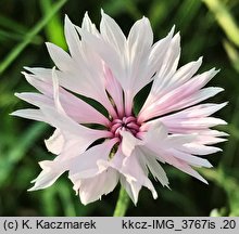 Centaurea cyanus (chaber bławatek)