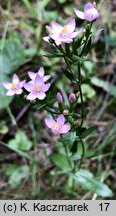 Centaurium erythraea (centuria pospolita)