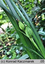 Iris graminea (kosaciec trawolistny)