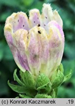 Digitalis purpurea (naparstnica pupurowa)