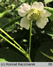 Rubus illecebrosus (jeżyna (malina) ponętna)