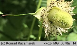 Rubus illecebrosus (jeżyna (malina) ponętna)