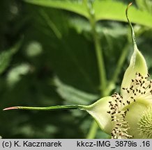 Rubus illecebrosus (jeżyna (malina) ponętna)