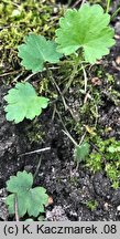 Pimpinella saxifraga ssp. saxifraga (biedrzeniec mniejszy typowy)