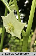 Alkekengi officinarum (miechunka rozdęta)