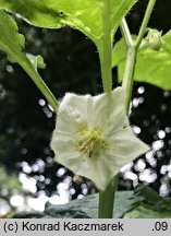 Physalis franchetii (miechunka rozdęta)