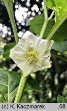 Physalis franchetii (miechunka rozdęta)