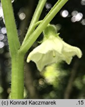 Alkekengi officinarum (miechunka rozdęta)