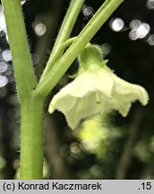 Physalis franchetii (miechunka rozdęta)