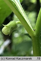 Physalis franchetii (miechunka rozdęta)