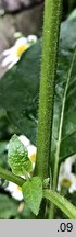 Alkekengi officinarum (miechunka rozdęta)