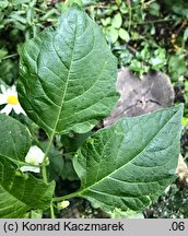 Alkekengi officinarum (miechunka rozdęta)