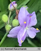 Tradescantia ×andersoniana (trzykrotka wirginijska)