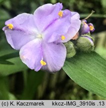 Tradescantia ×andersoniana (trzykrotka wirginijska)