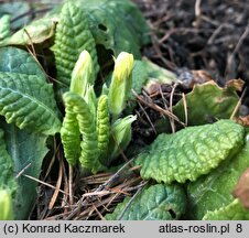 Primula vulgaris (pierwiosnek bezłodygowy)