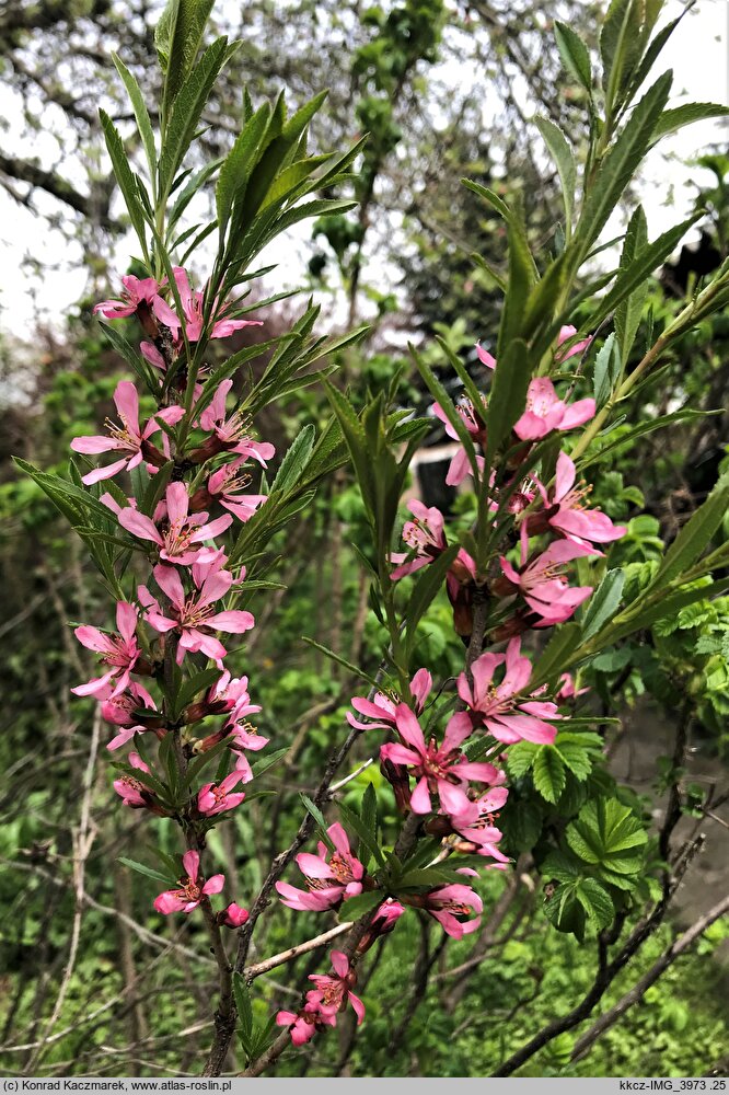 Amygdalus nana (migdałowiec karłowy)