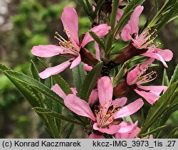 Amygdalus nana (migdałowiec karłowy)