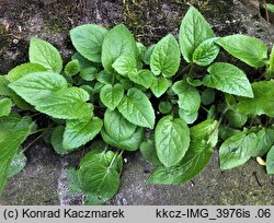 Campanula rapunculoides (dzwonek jednostronny)