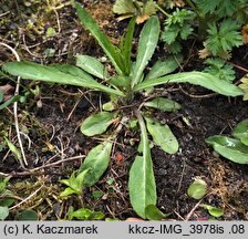 Campanula rapunculus (dzwonek rapunkuł)