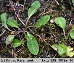 Campanula rapunculus (dzwonek rapunkuł)