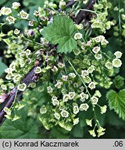 Ribes rubrum (porzeczka zwyczajna)