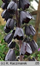 Fritillaria persica (szachownica perska)