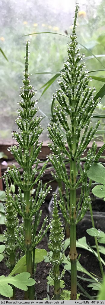 Equisetum arvense (skrzyp polny)