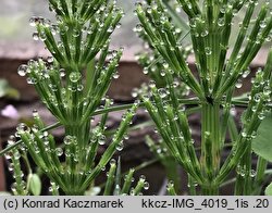 Equisetum arvense (skrzyp polny)