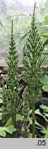 Equisetum arvense (skrzyp polny)