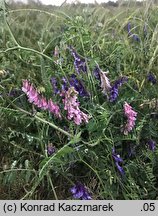 Vicia villosa (wyka kosmata)