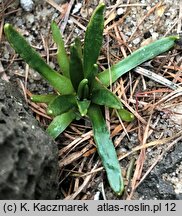 Lewisia nevadensis (lewizja newadeńska)