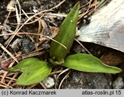 Lagotis stolonifera