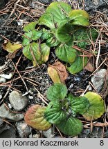 Calceolaria biflora (pantofelnik dwukwiatowy)