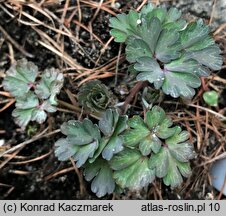 Aquilegia viridiflora (orlik zielonawy)