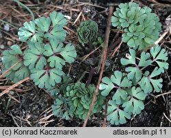 Aquilegia chaplinei