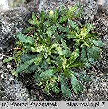 Draba magellanica