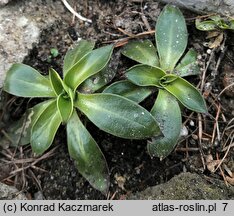 Silene zawadzkii (lepnica Zawadzkiego)