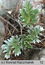 Potentilla morefieldii