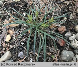 Dianthus pontederae