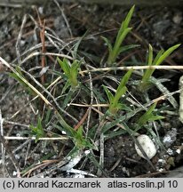 Dianthus elbrusensis