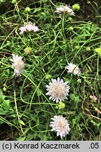 Scabiosa atropurpurea (driakiew purpurowa)